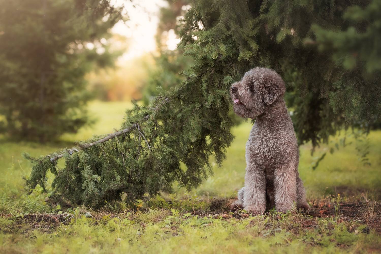 Лес Собака Природа , Наталья Степанова