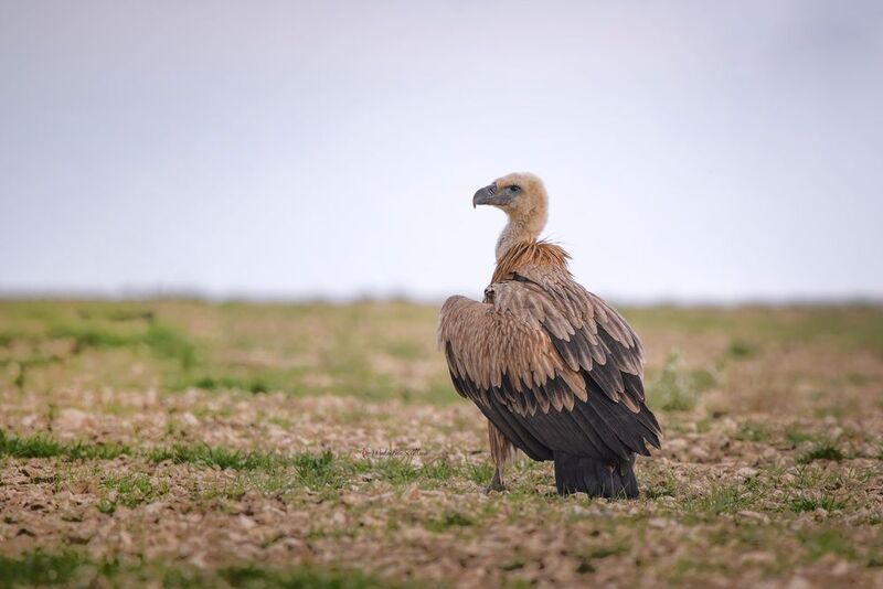 фотоохота, птица, сип, осень, птицы, белоголовый сип Белоголовый сип. фото превью