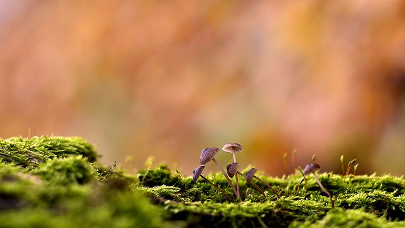 ***** фото превью