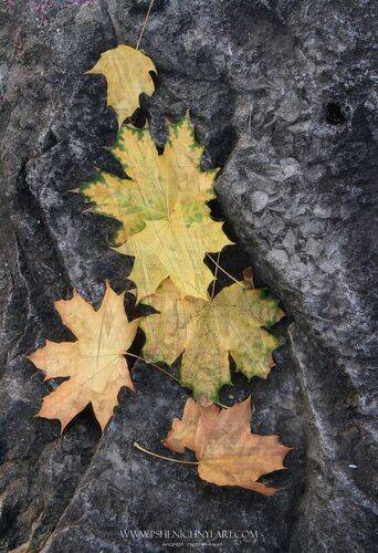 Осенняя графика