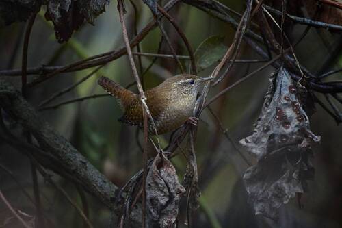 Крапивник / Wren / Troglodytes troglodytes 