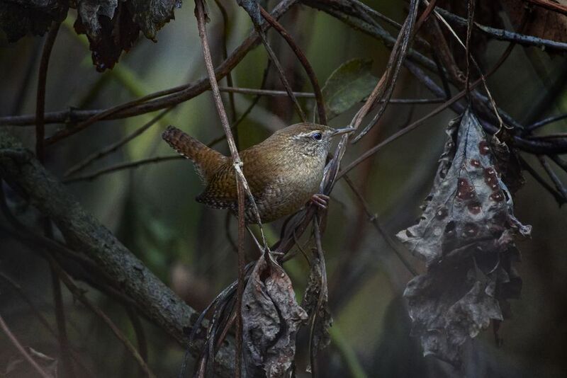 Крапивник / Wren / Troglodytes troglodytes  фото превью