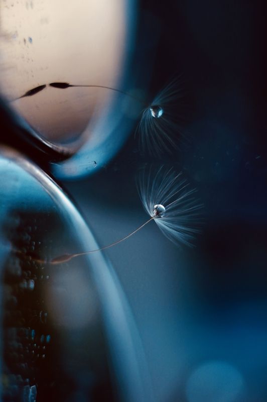 космос, макро, микро, пушинка, одуванчик Ты мой космос фото превью