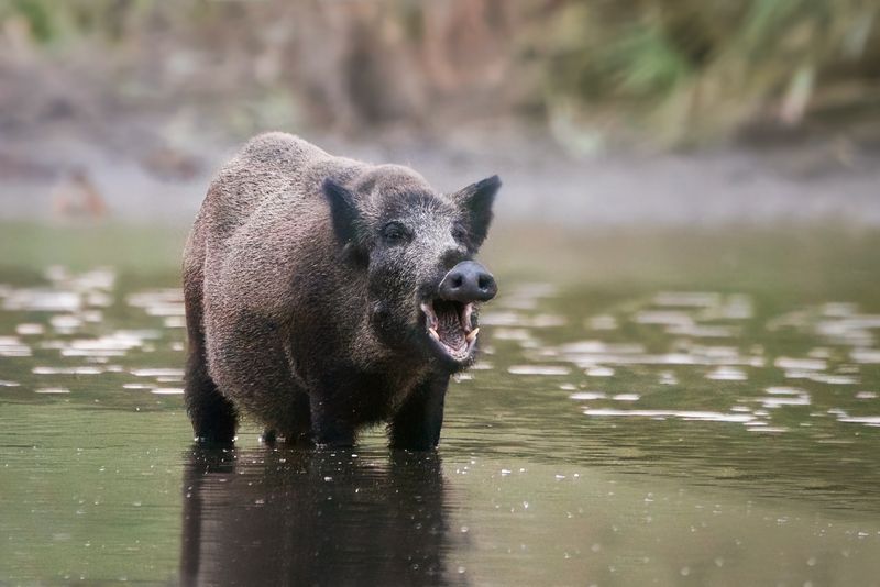 #wildlife Wild boar фото превью