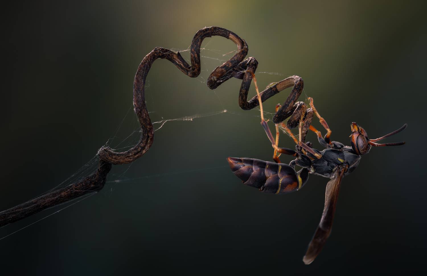 wasp, insect, macro, nature, wild, insects, bee,, Atul Saluja