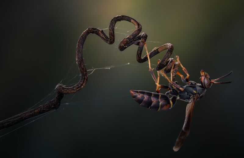 wasp, insect, macro, nature, wild, insects, bee, The winding wait фото превью