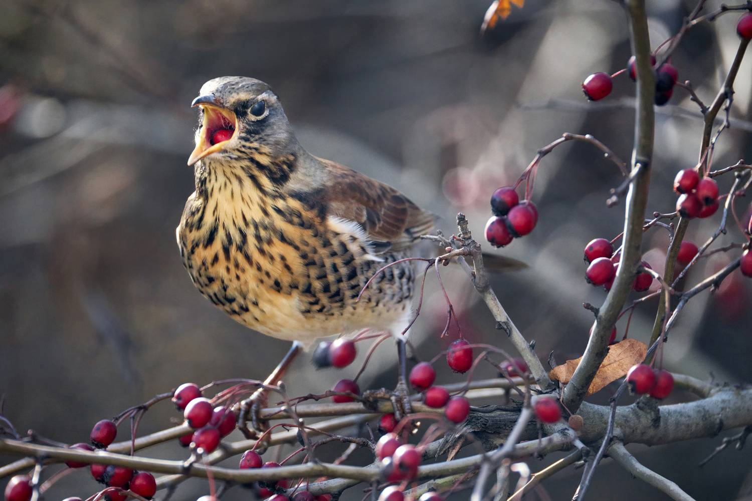 , ssmirs Сергей