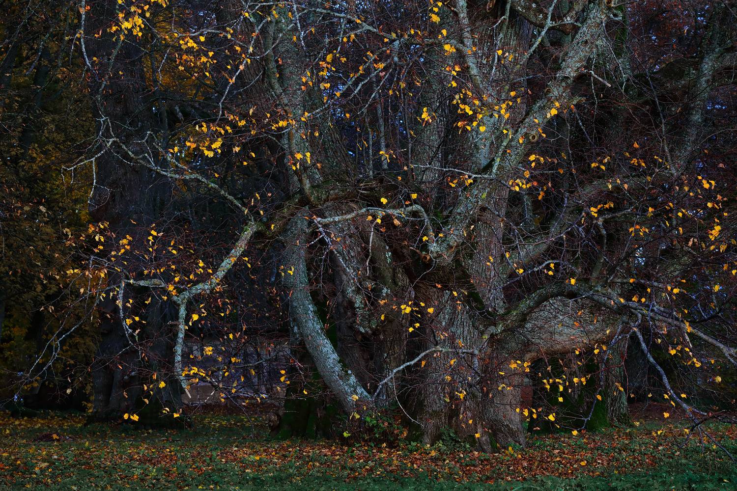 , Arnis Krūmiņ&scaron;