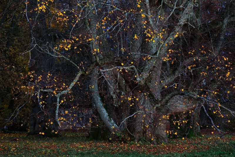 Истории старого парка фото превью