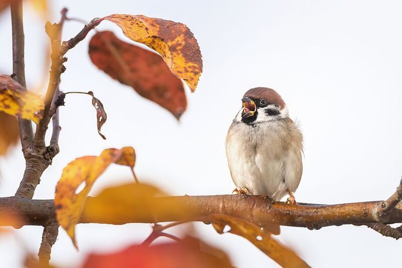 Воробей фото превью