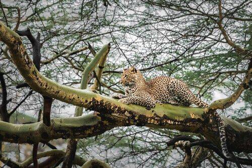 Леопардесса.