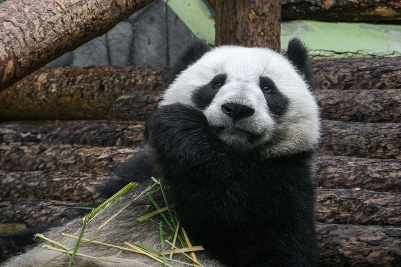 Бамбуковый медведь фото превью