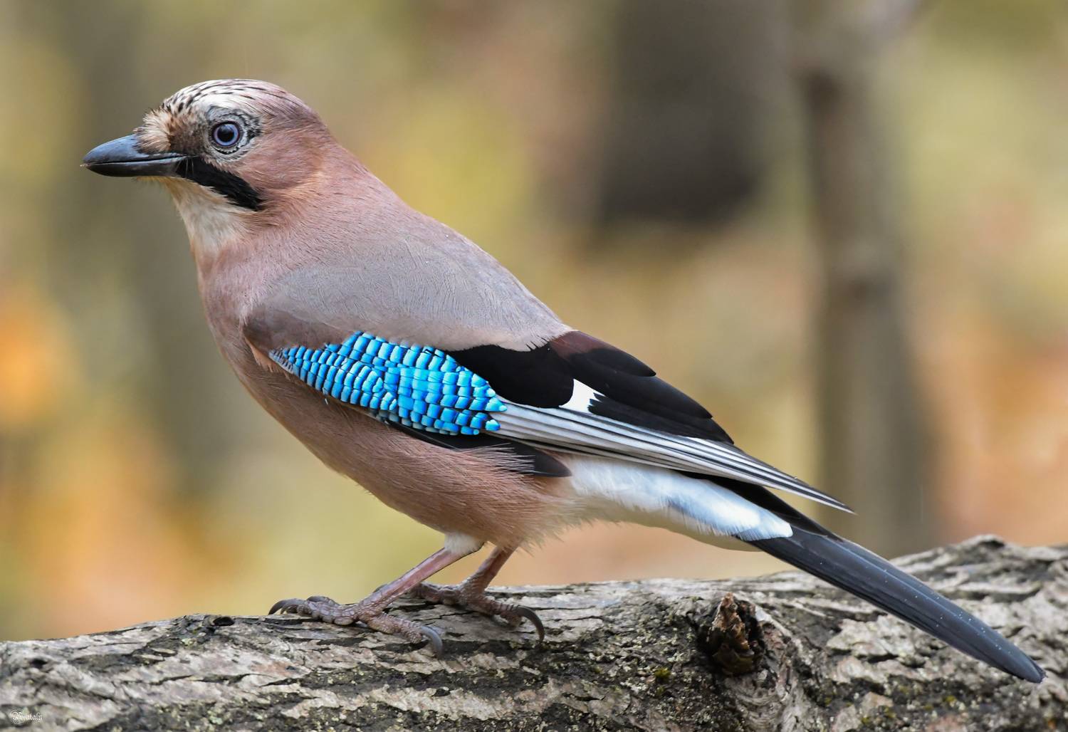 , Наталья Екимова