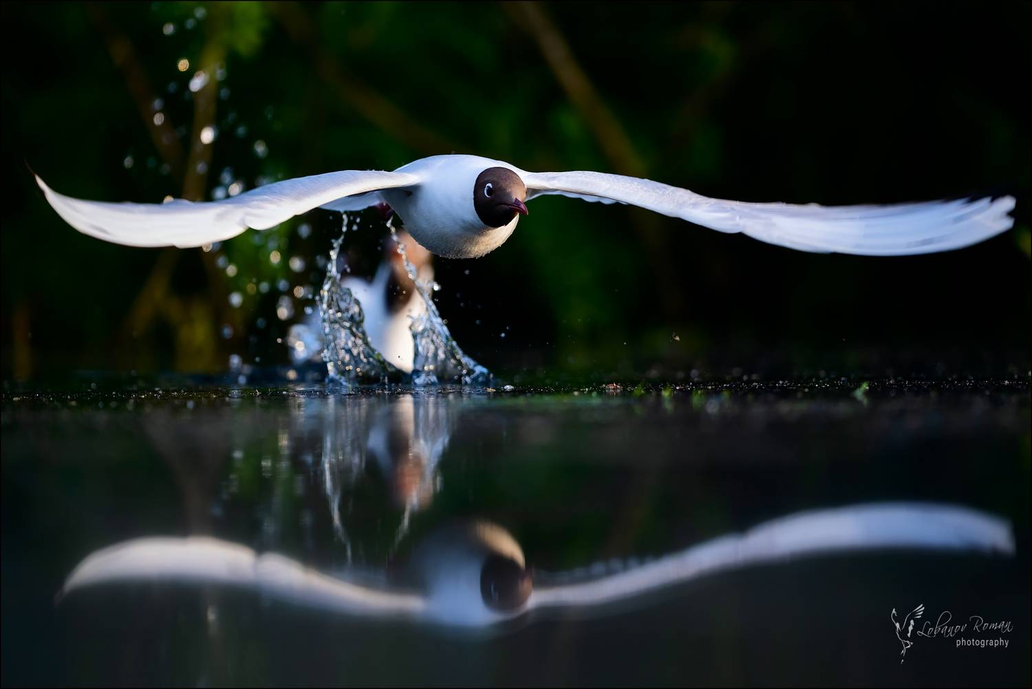 , Лобанов Роман