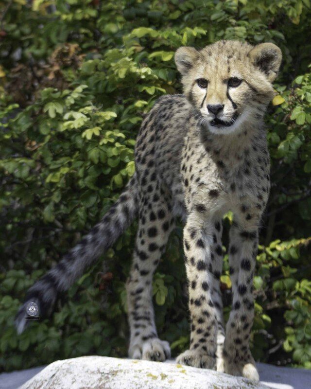 Cheetah фото превью