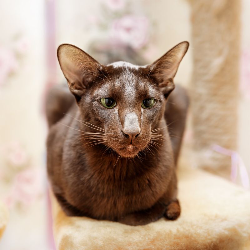 Ориентал фото превью