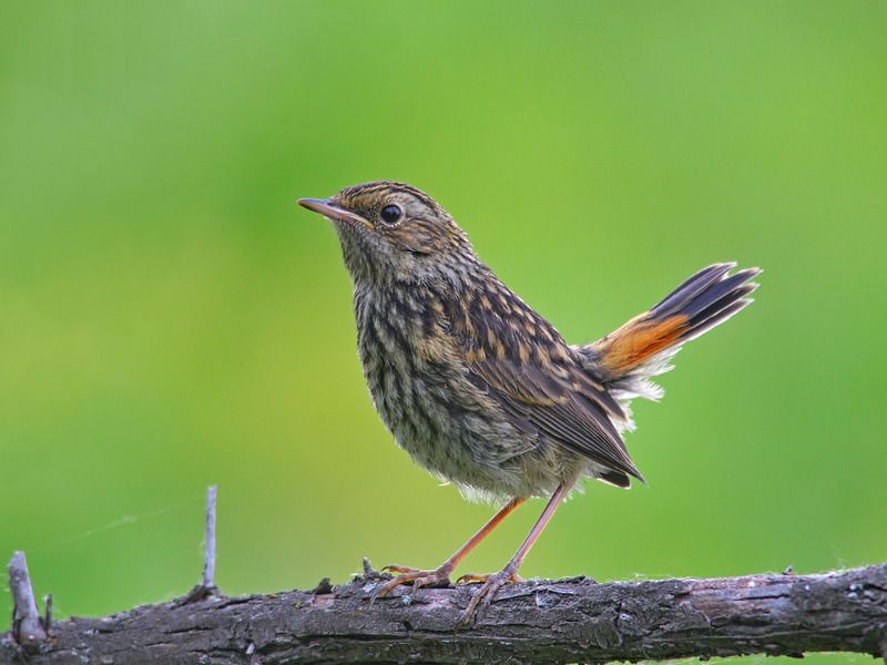 luscinia svecica, варакушка, Варакушонок. фото превью