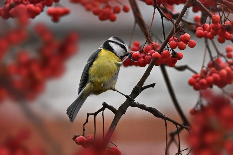 Проверка на спелость))) фото превью
