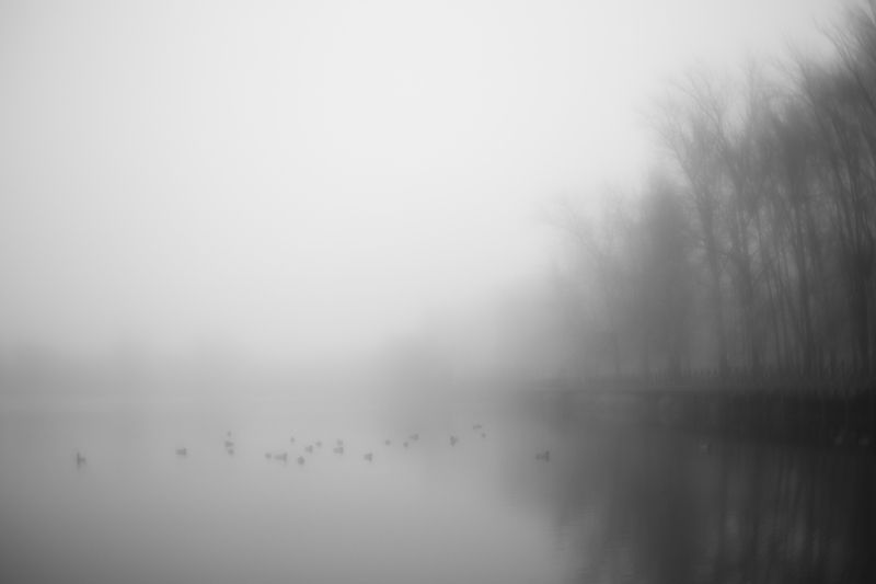 Туманный градиент с утками фото превью