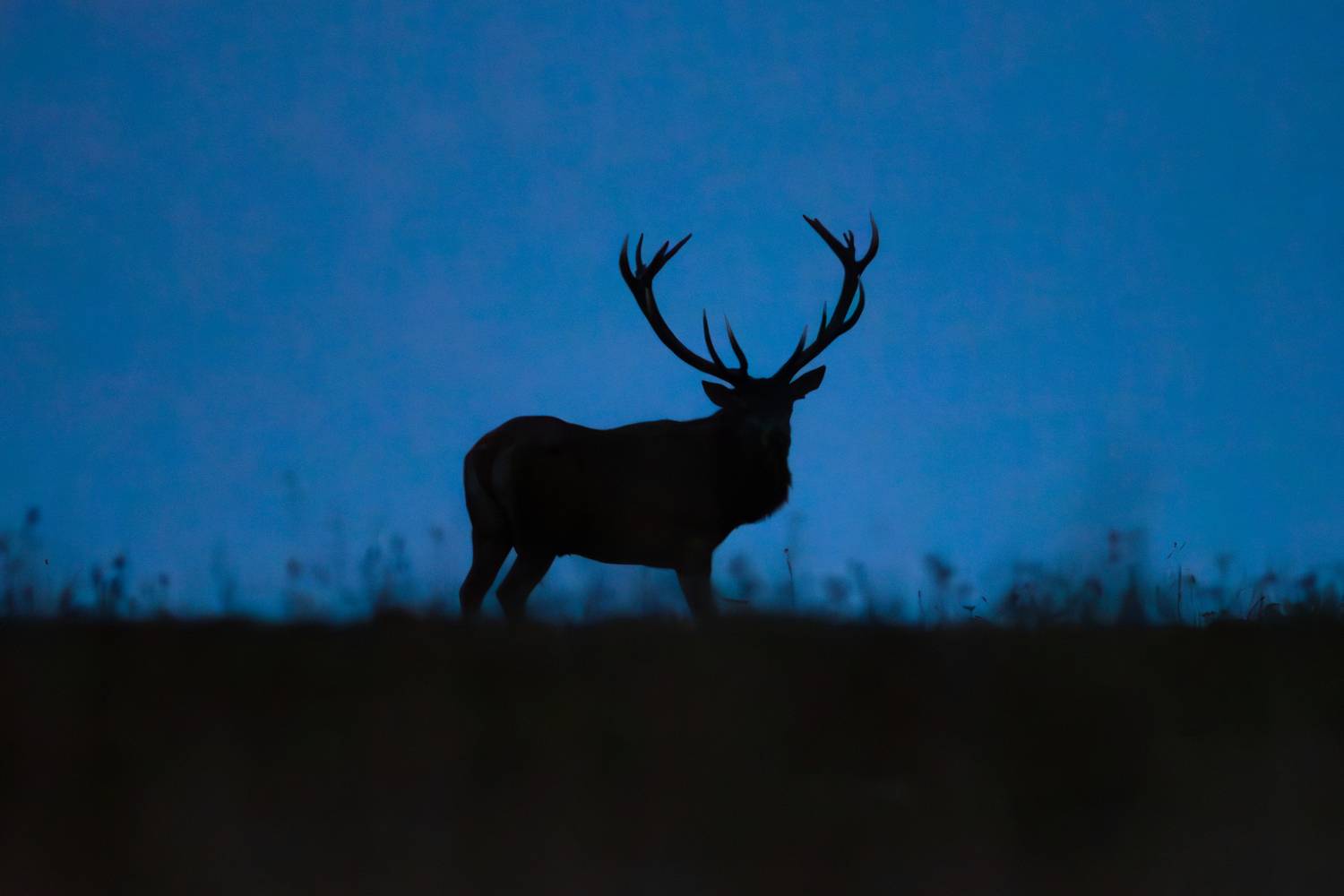 олень благородный олень гон, Дмитрий Федорако
