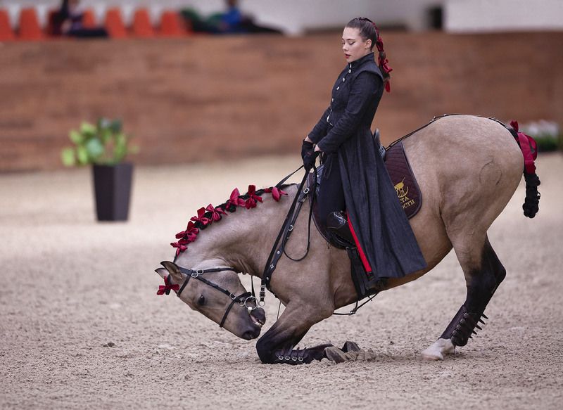 выступление, спорт, horse, competition, sport Поклон, рожденный доверием фото превью