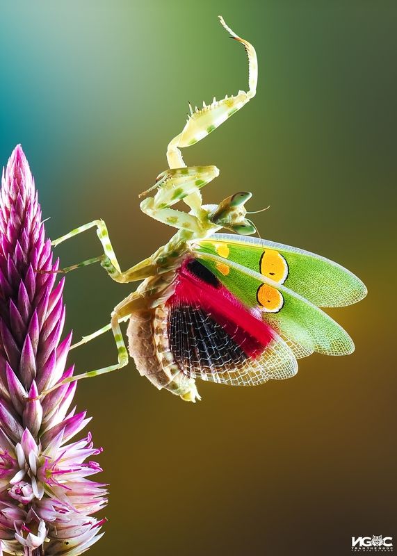Mantis dancing фото превью