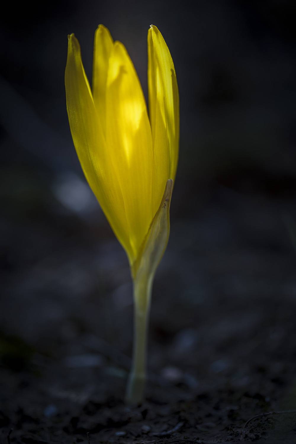 macro, flowers, plants, nature, spring, red, grass, Nikolay Tatarchuk