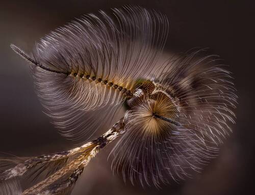 Мужская прическа