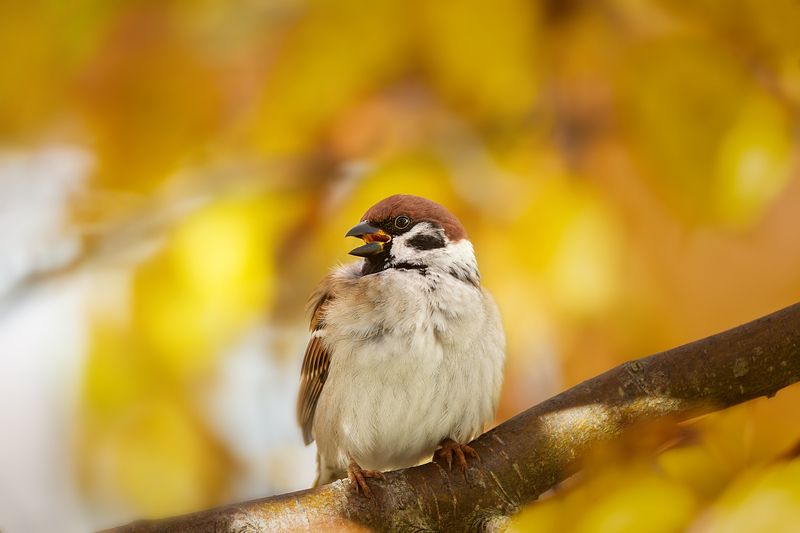 Воробей фото превью