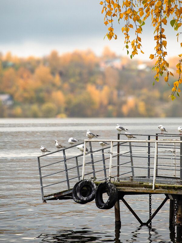 Чайки на пристани фото превью