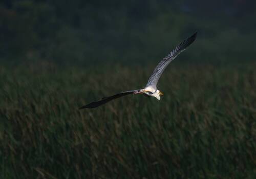 Flight