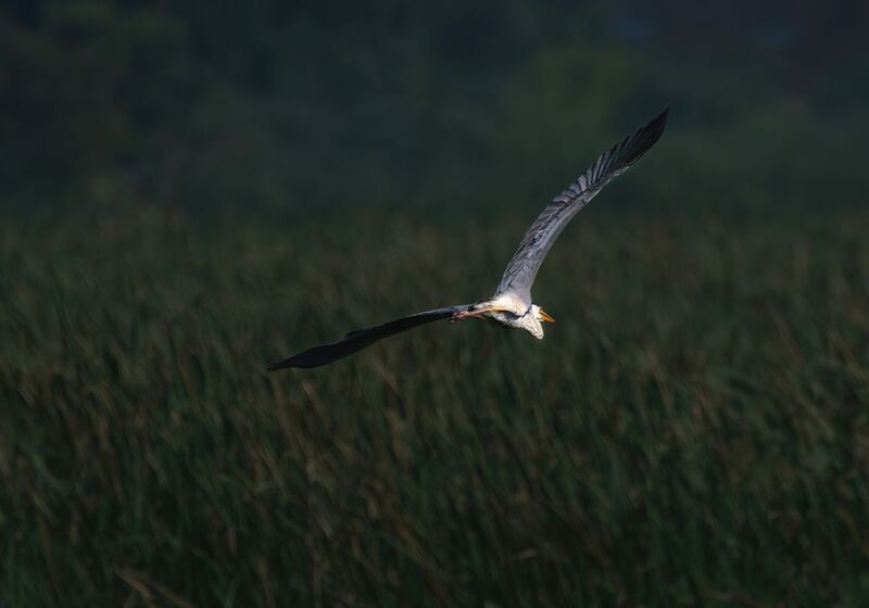 closeup, bird, birds, wild, wings, beauty, nature, swan, feather, spread, little sparrow,animal,animals,nikon,tailorbird,portraitm,eyes,eagle,kite,flying,sky,prey Flight фото превью