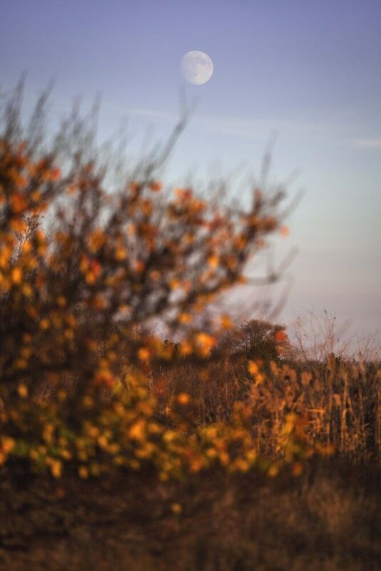 steppe, don, sunset, moon, landscape, bokeh, grass, autumn, Степи. фото превью