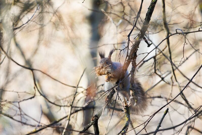 белка Когда увидел процент по ипотеке... фото превью