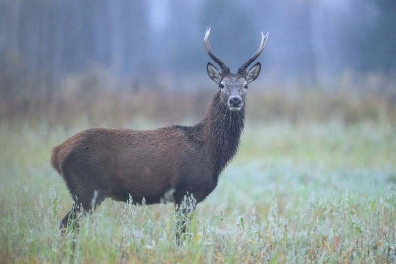 Утренняя встреча фото превью