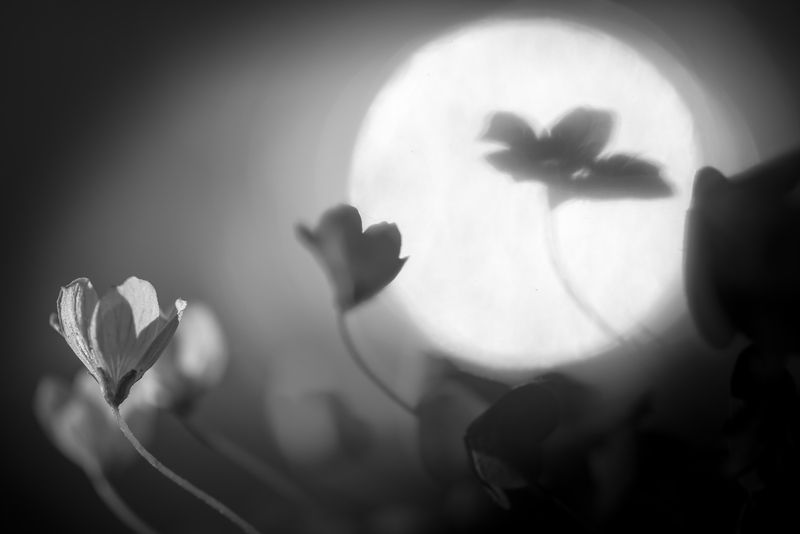 кислица Танец фото превью