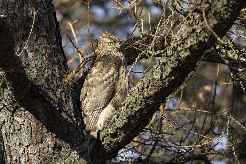 ястреб тетеревятник, ястреб, тетеревятник, птицы, ястреб-тетеревятник, хищники, хищная птица. hawk, birds, goshawk Спрятавшийся тетеревятник фото превью