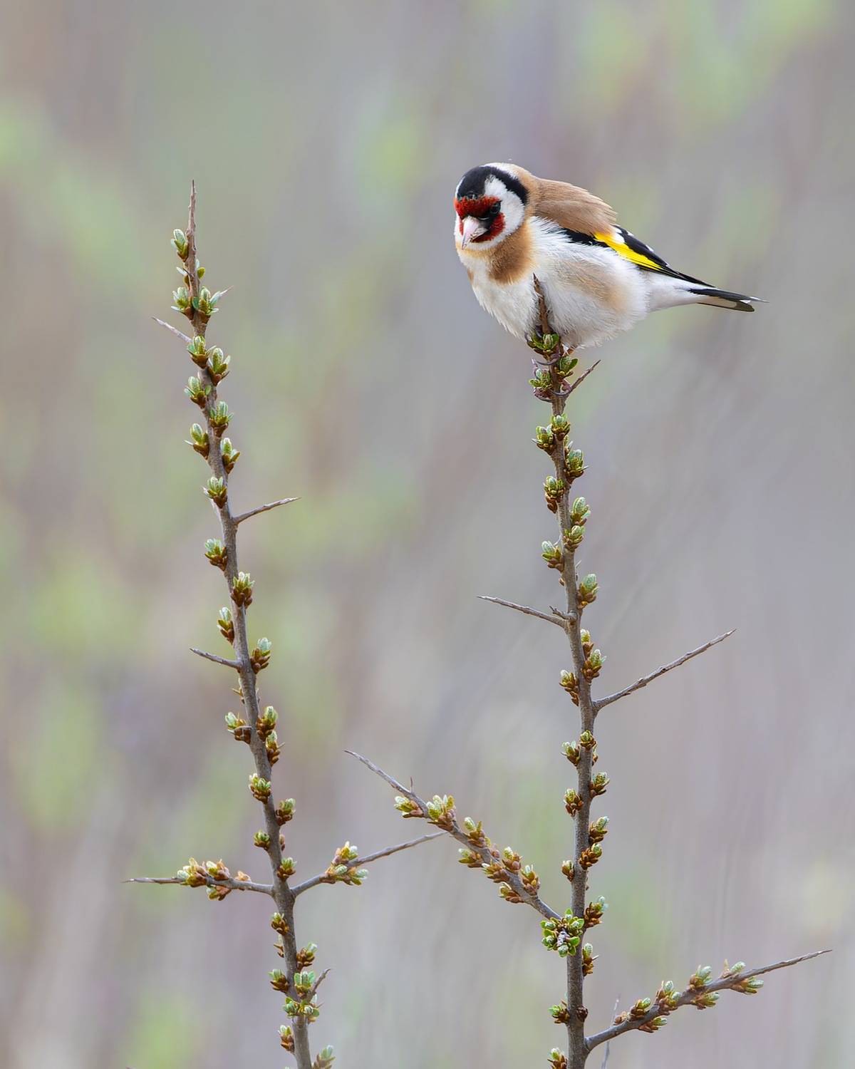 щегол, птицы, облепиха, Ruslan Pl