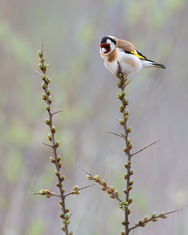 щегол, птицы, облепиха Щегол на облепихе фото превью