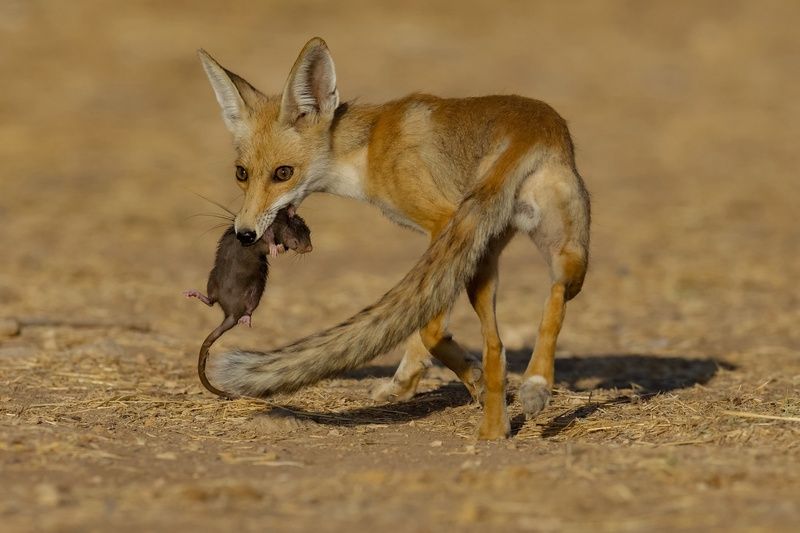 Fox фото превью