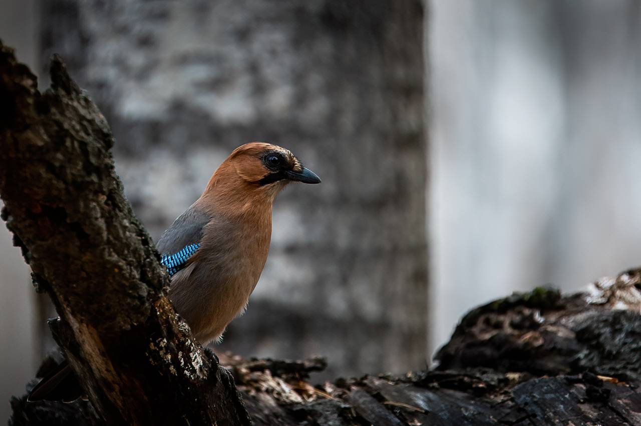 сойка, птица, Anton