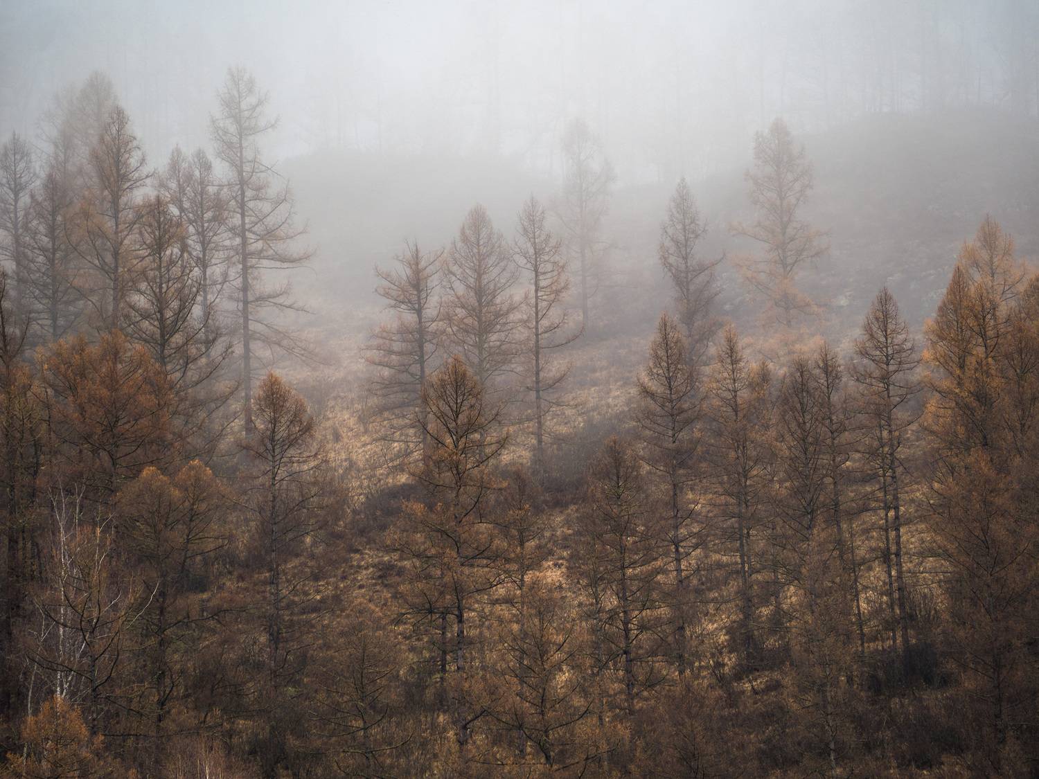 алтай, туман, Станислав