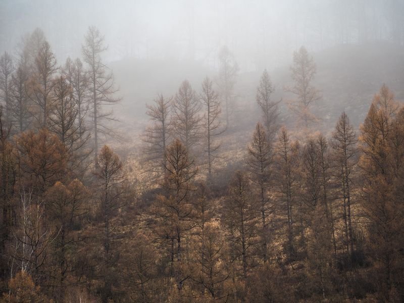 алтай, туман Осенний лес фото превью