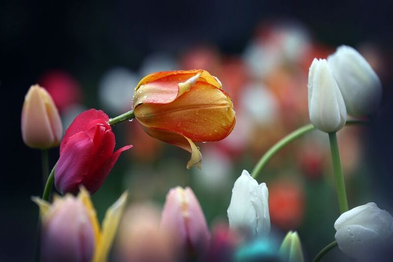 тюльпаны фото превью