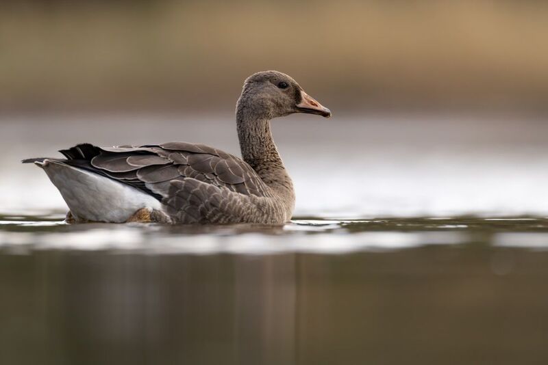 гусь, белолобый гусь, птицы Белолобый гусь фото превью