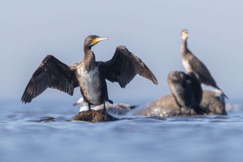 баклан, птицы  фото превью