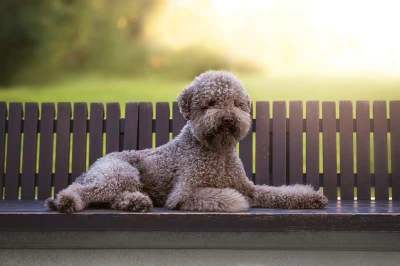 Собака парк В лучах уходящего лета фото превью