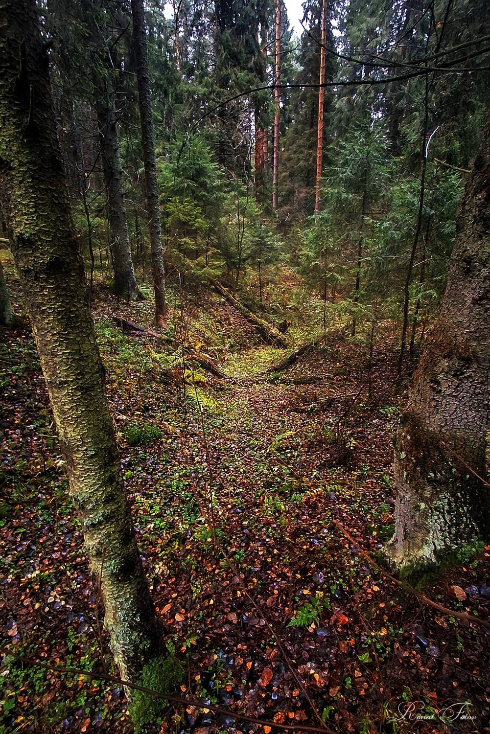 , Фотов Ренат