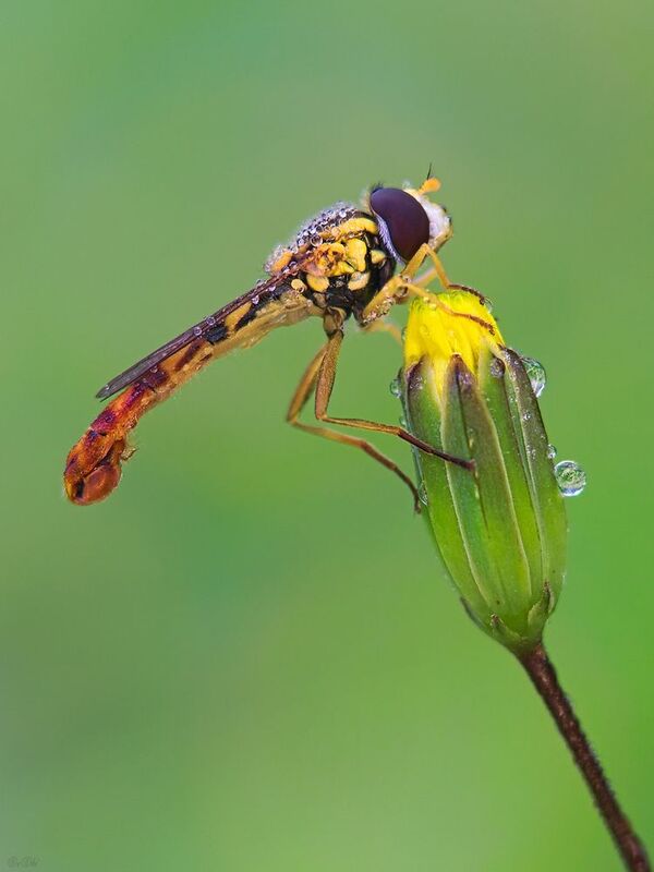 журчалка #муха8 фото превью