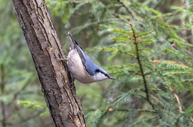 птицы, поползень, парк, осень, ноябрь Поползень в парке фото превью